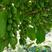 辽宁软枣猕猴桃扦插大苗，自家果园直供，根系发达，包成活。