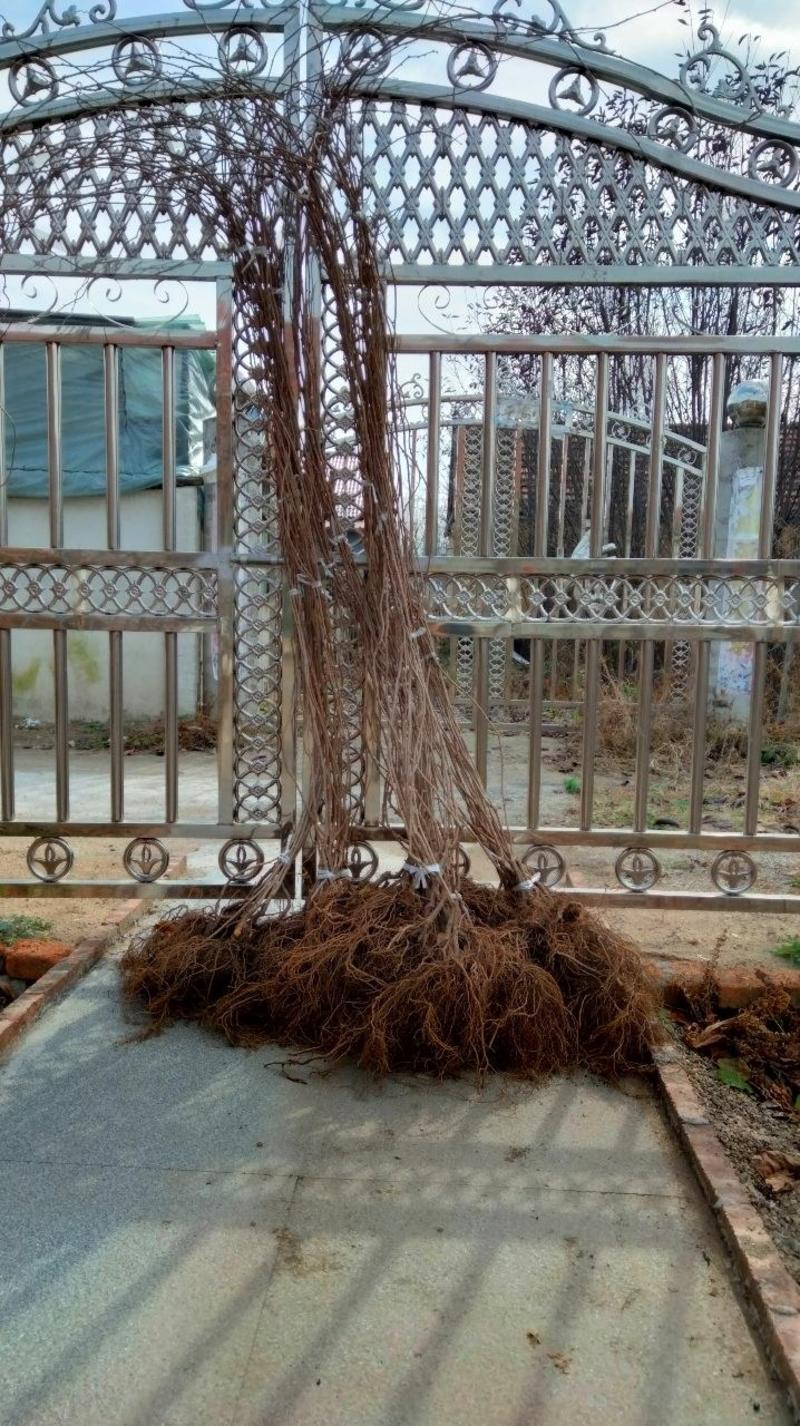 辽宁软枣猕猴桃扦插大苗，自家果园直供，根系发达，包成活。