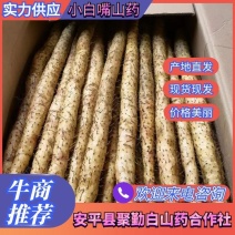 小白嘴白山药2~3厘米40~50厘米一级质量保障