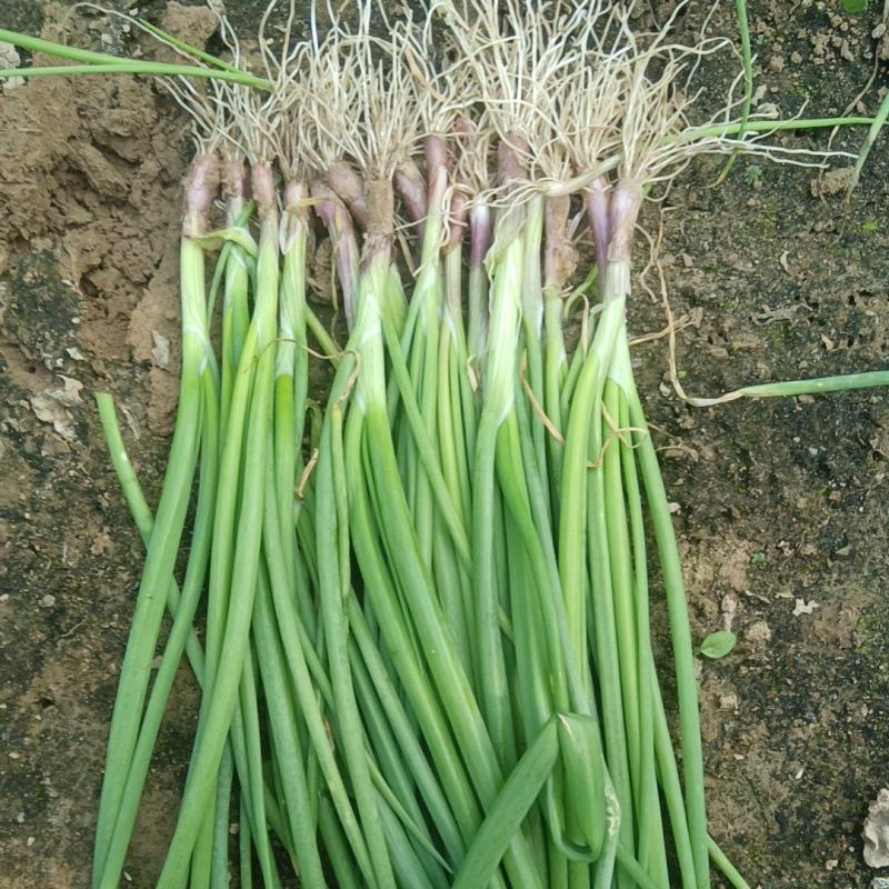 现货紫红皮洋葱苗电商苗50棵一捆量大从优现货随时发货需要