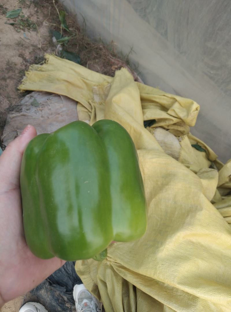 大量有货