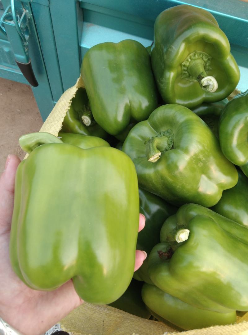 大量有货
