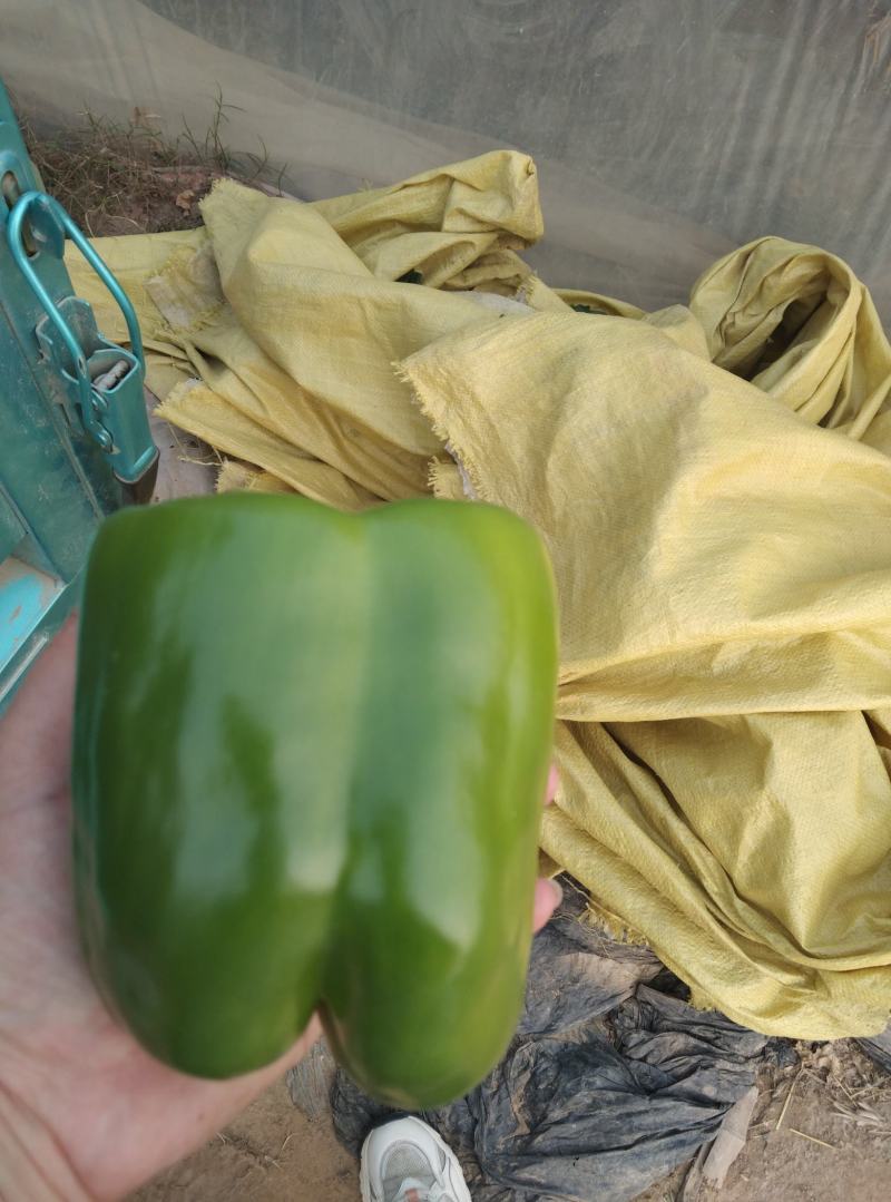 大量有货