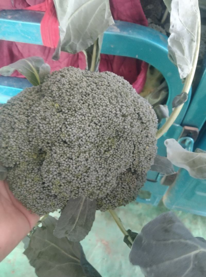 大量有货