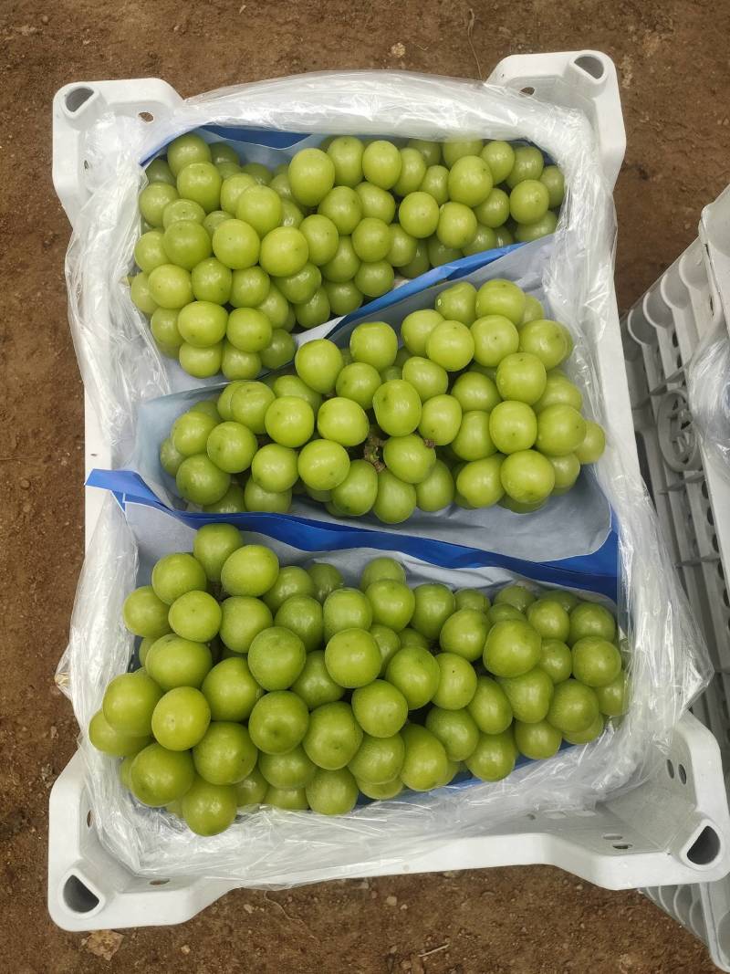 【实力】精品葡萄阳光玫瑰葡萄一手货源全国批发