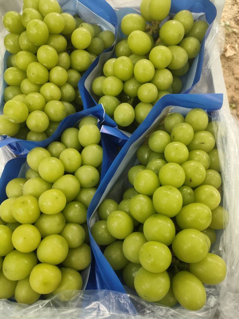 【实力】精品葡萄阳光玫瑰葡萄一手货源全国批发