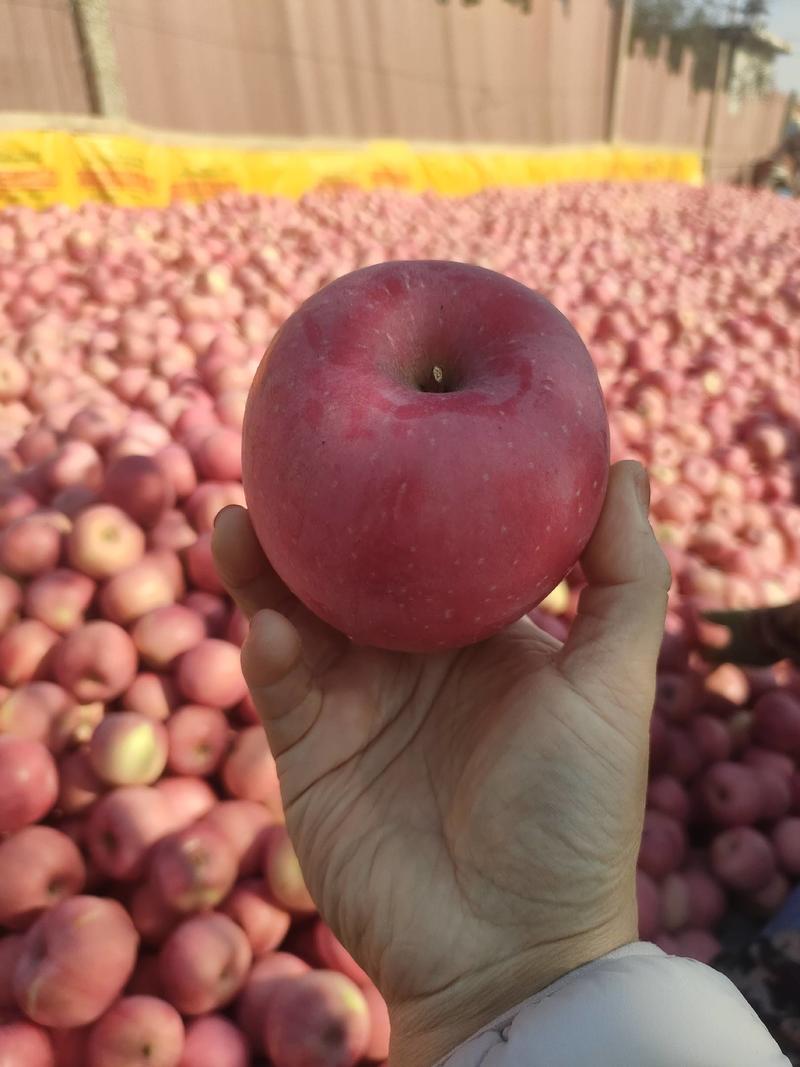 红富士苹果优质红富士产地批发河北苹果基地