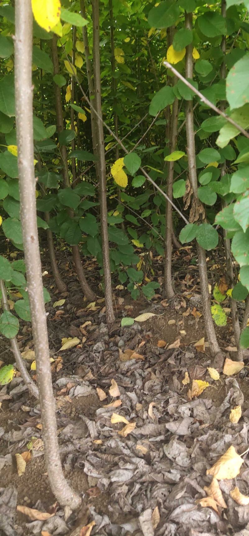 智利车厘子苗，易成活，品种保证，挂果率强，基地直销，
