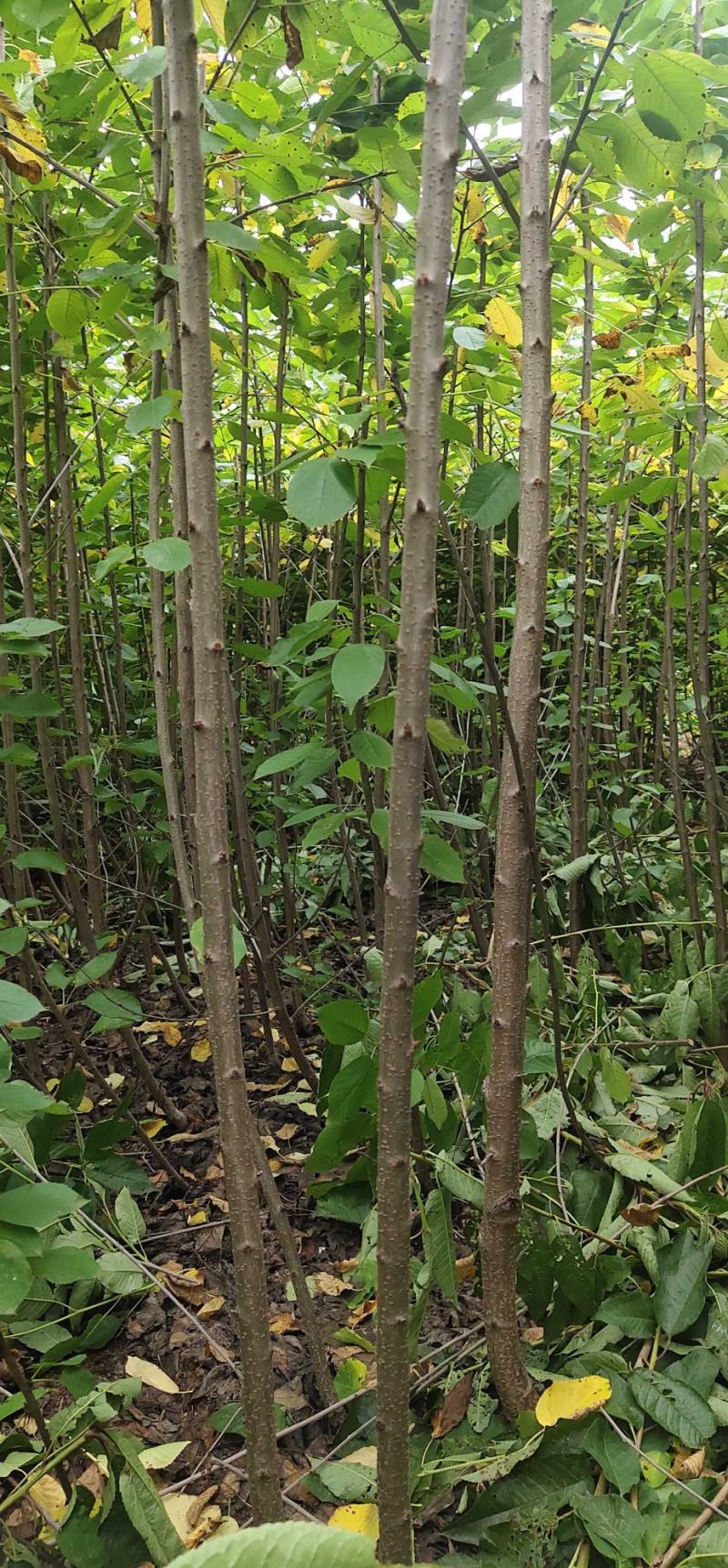 智利车厘子苗，易成活，品种保证，挂果率强，基地直销，