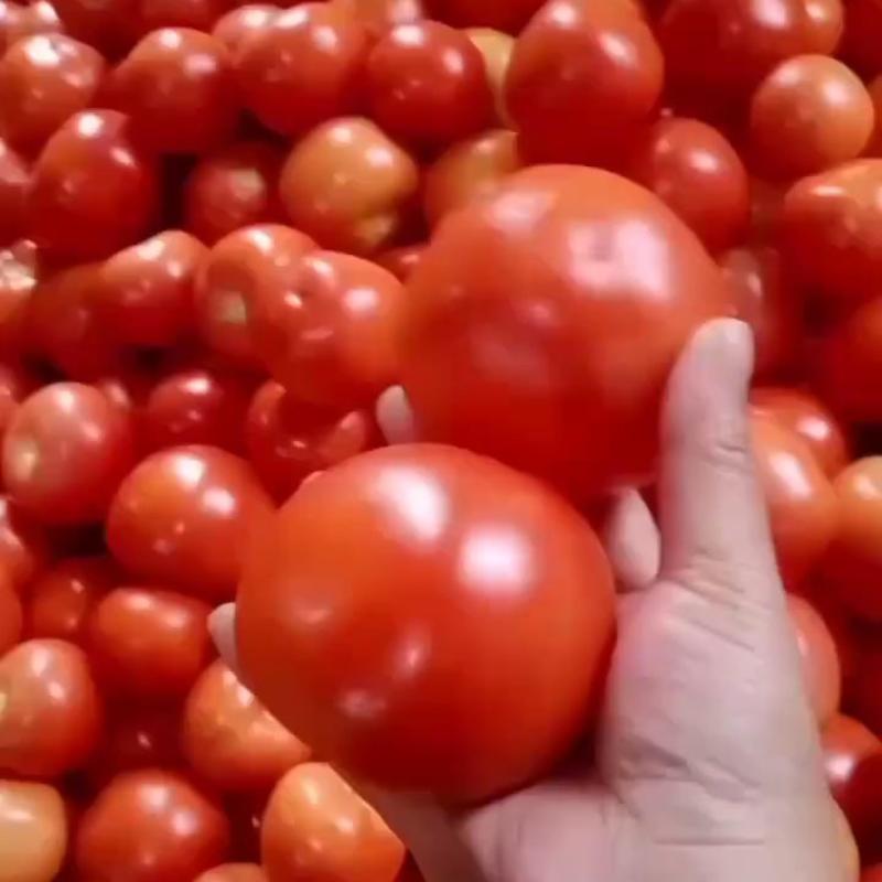 精品西红柿大红产地视频看货货源充足欢迎来电