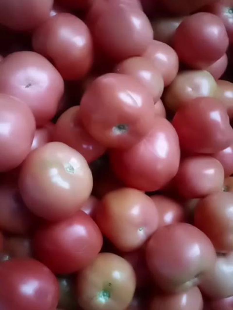 硬粉西红柿，精品货，可以产地视频看货，货源充足欢迎订购
