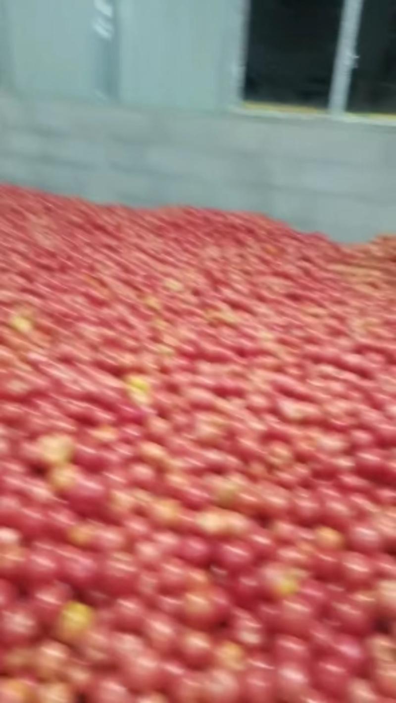 硬粉西红柿精品货可以产地视频看货货源充足欢迎订购