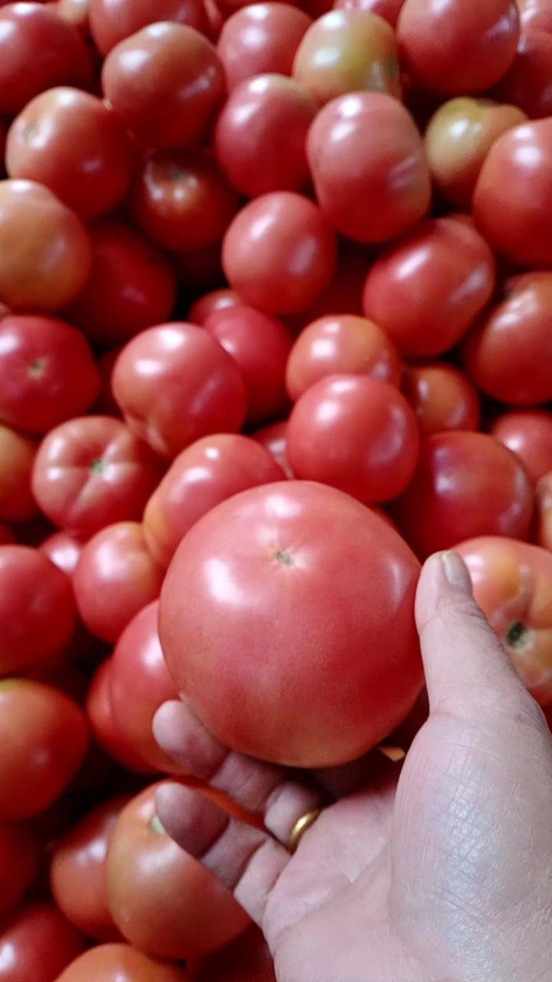 硬粉西红柿精品货可以产地视频看货货源充足欢迎订购