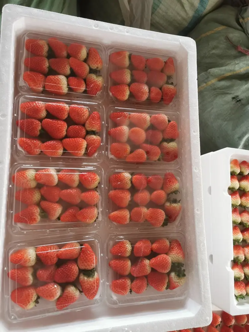 贵妃草莓电商商超支持各类包装按需发货保质保量欢迎联系
