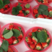 贵妃草莓电商商超支持各类包装按需发货保质保量欢迎联系