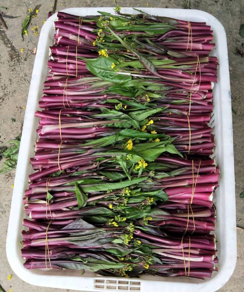 湖北沙洋县蔬菜基地，大量上市红菜苔，质量很好，规格整齐