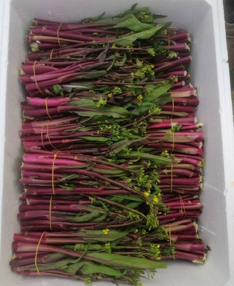 湖北沙洋县蔬菜基地，大量上市红菜苔，质量很好，规格整齐