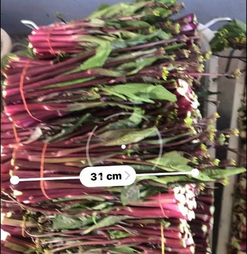 湖北沙洋县蔬菜基地，大量上市红菜苔，质量很好，规格整齐