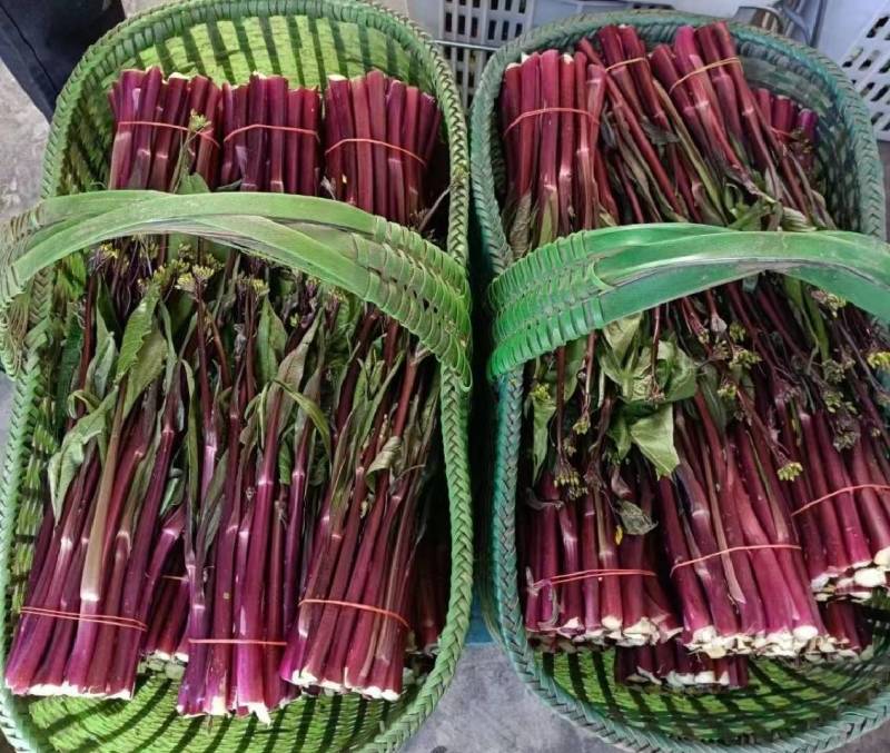 湖北沙洋县蔬菜基地，大量上市红菜苔，质量很好，规格整齐