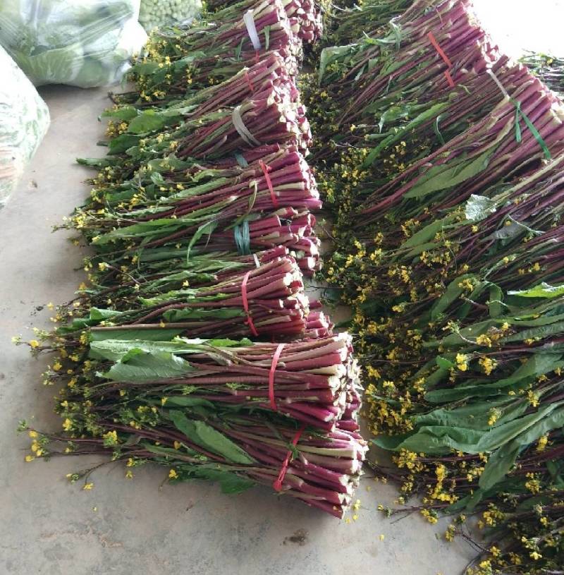 湖北沙洋县蔬菜基地，大量上市红菜苔，质量很好，规格整齐
