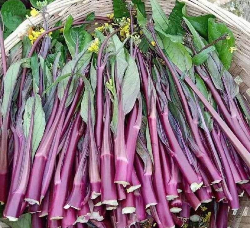 湖北沙洋县蔬菜基地，大量上市红菜苔，质量很好，规格整齐