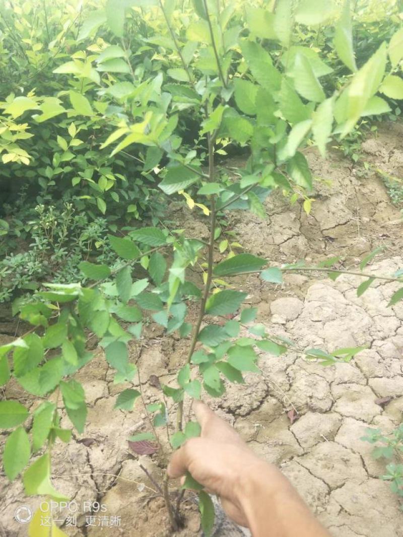金叶榆营养杯苗高65厘米冠40厘米13/15的杯子