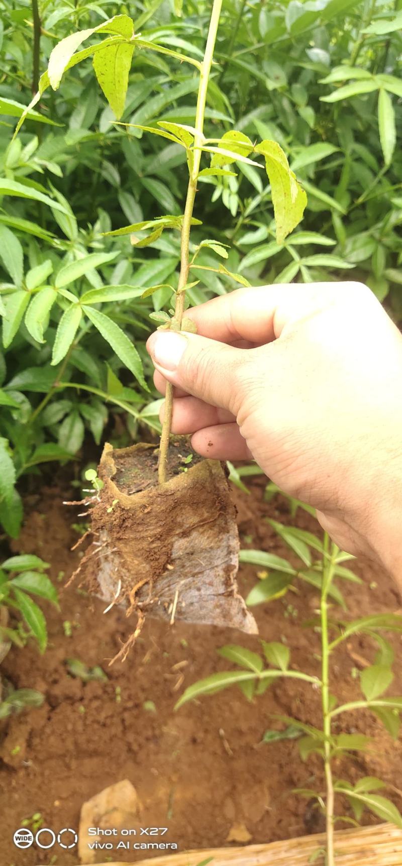 九叶青花椒苗，基地直销，根须发达，树苗粗壮，成活率高