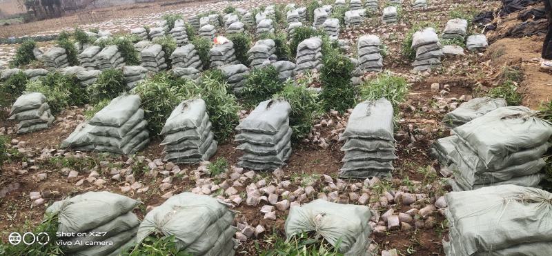 九叶青花椒苗，基地直销，根须发达，树苗粗壮，成活率高