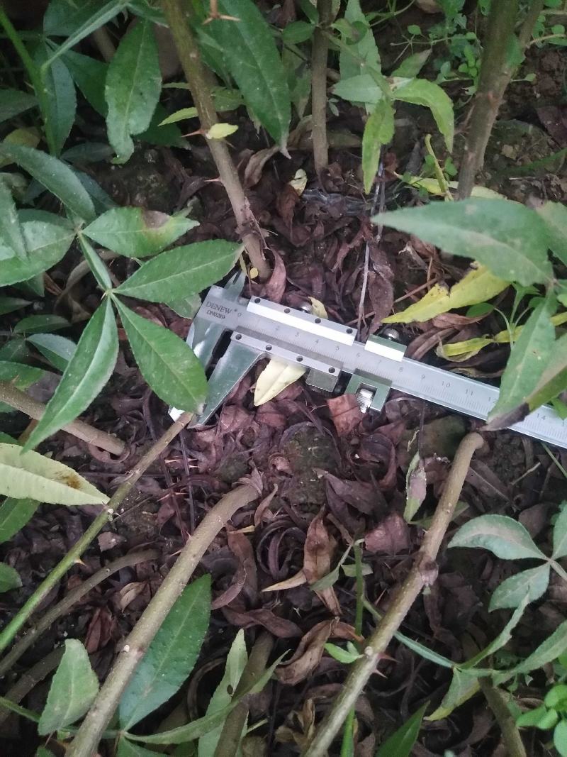九叶青花椒苗，基地直销，根须发达，树苗粗壮，成活率高