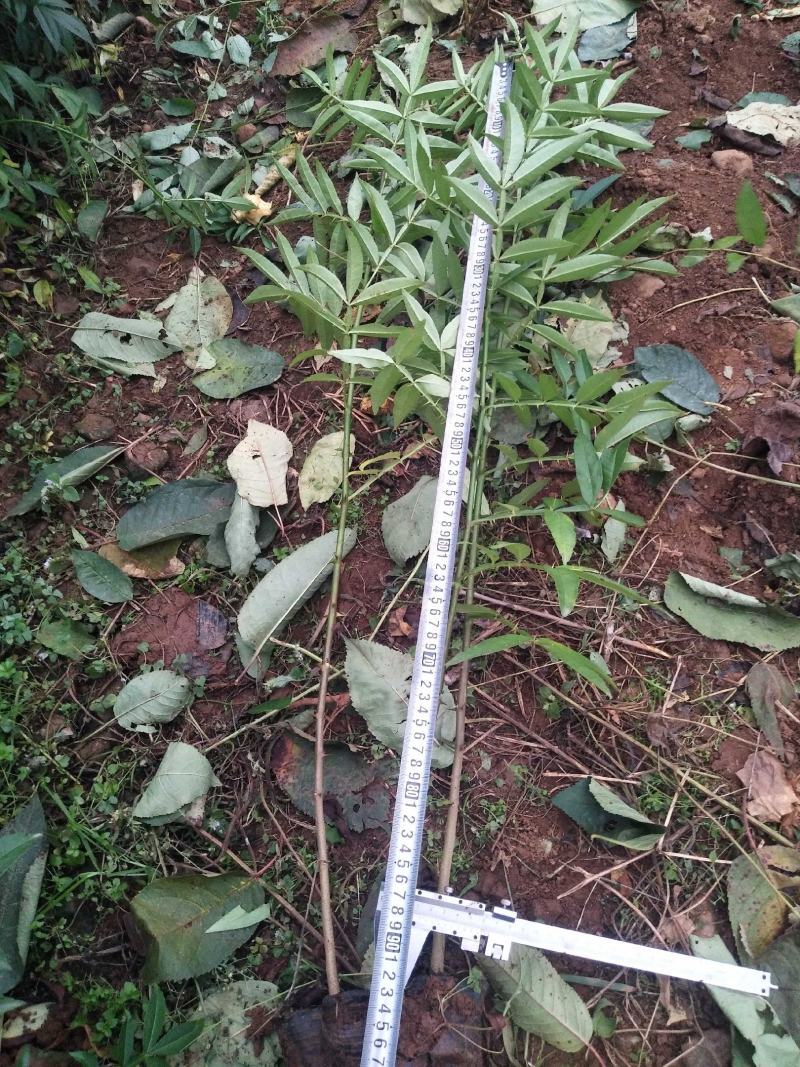 九叶青花椒苗，基地直销，根须发达，树苗粗壮，成活率高
