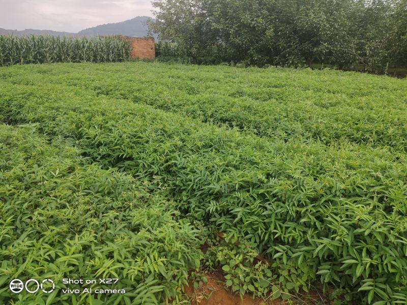 九叶青花椒苗，基地直销，根须发达，树苗粗壮，成活率高