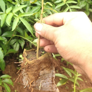 九叶青花椒苗，基地直销，根须发达，树苗粗壮，成活率高