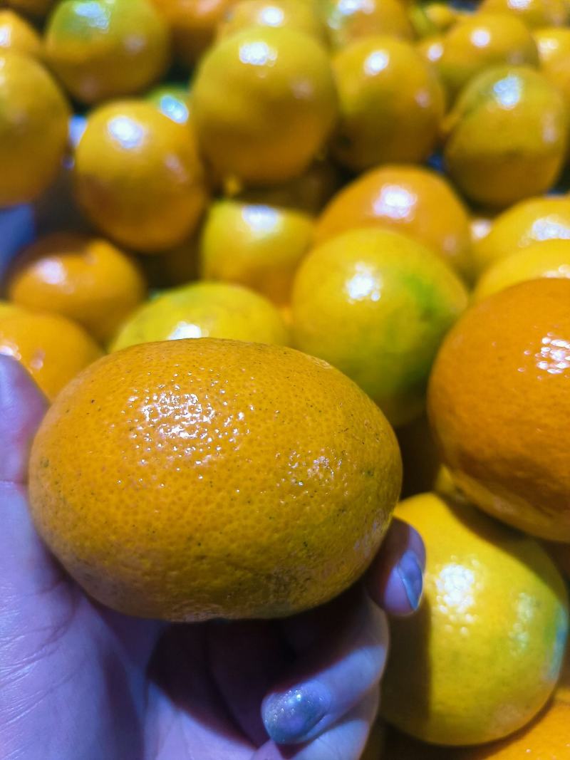 湖北特早蜜橘皮薄爆汁产地直发对接商超市场量大从优