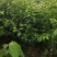 专业培育玛瑙红樱桃树苗基地直销挂果率强，颗粒大，口感好