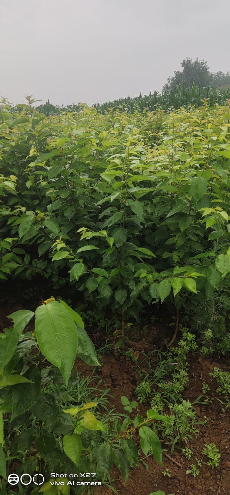 专业培育玛瑙红樱桃树苗基地直销挂果率强，颗粒大，口感好