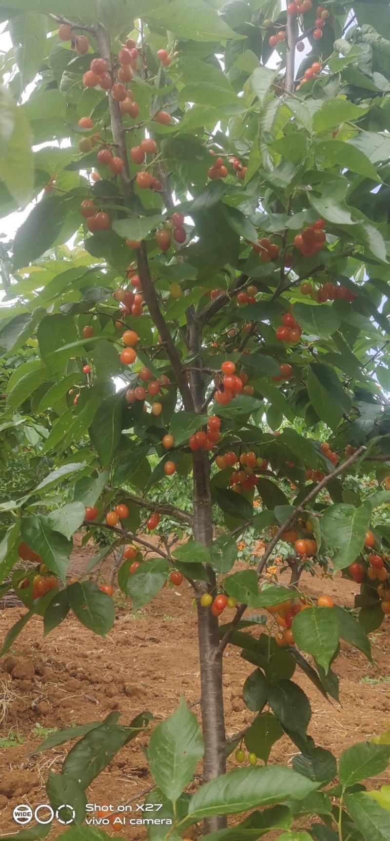 专业培育玛瑙红樱桃树苗基地直销挂果率强，颗粒大，口感好