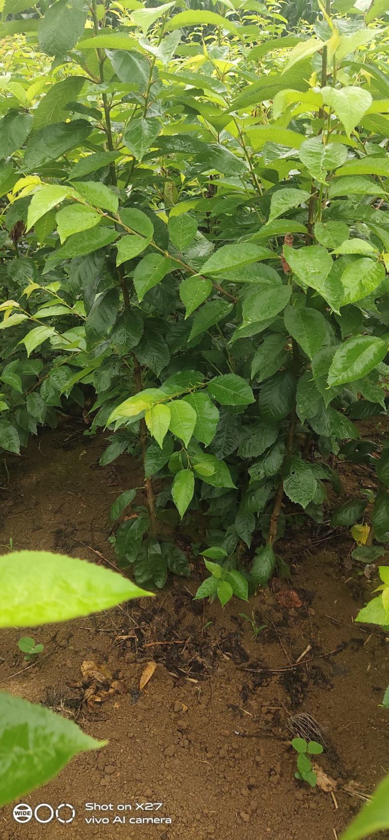 专业培育玛瑙红樱桃树苗基地直销挂果率强，颗粒大，口感好