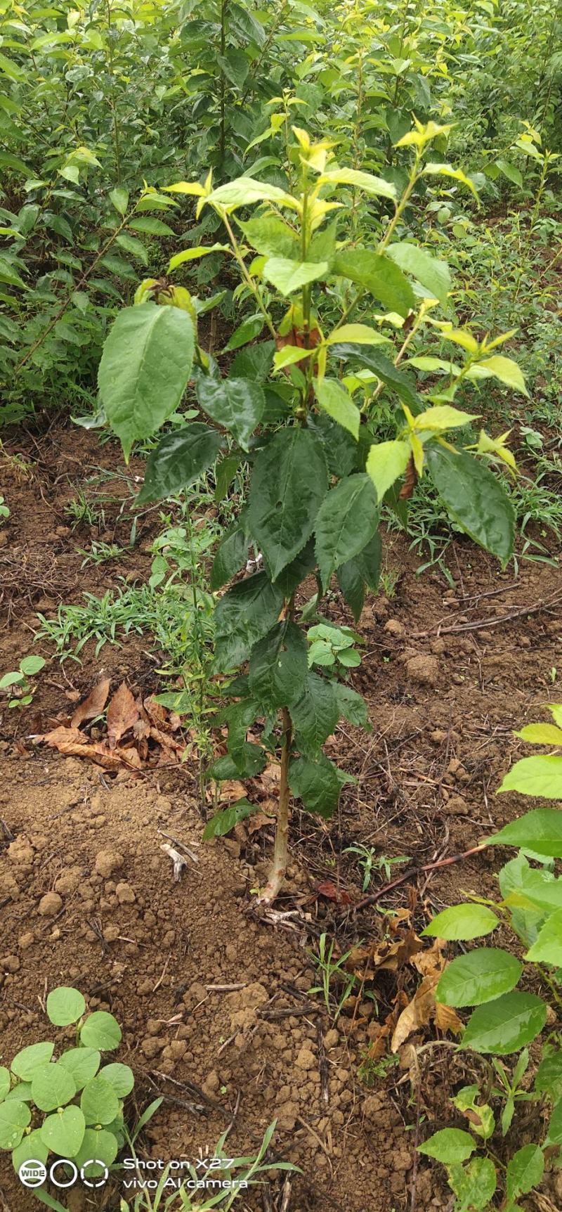 专业培育玛瑙红樱桃树苗基地直销挂果率强，颗粒大，口感好