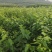 专业培育玛瑙红樱桃树苗基地直销挂果率强，颗粒大，口感好