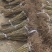 专业培育玛瑙红樱桃树苗基地直销挂果率强，颗粒大，口感好