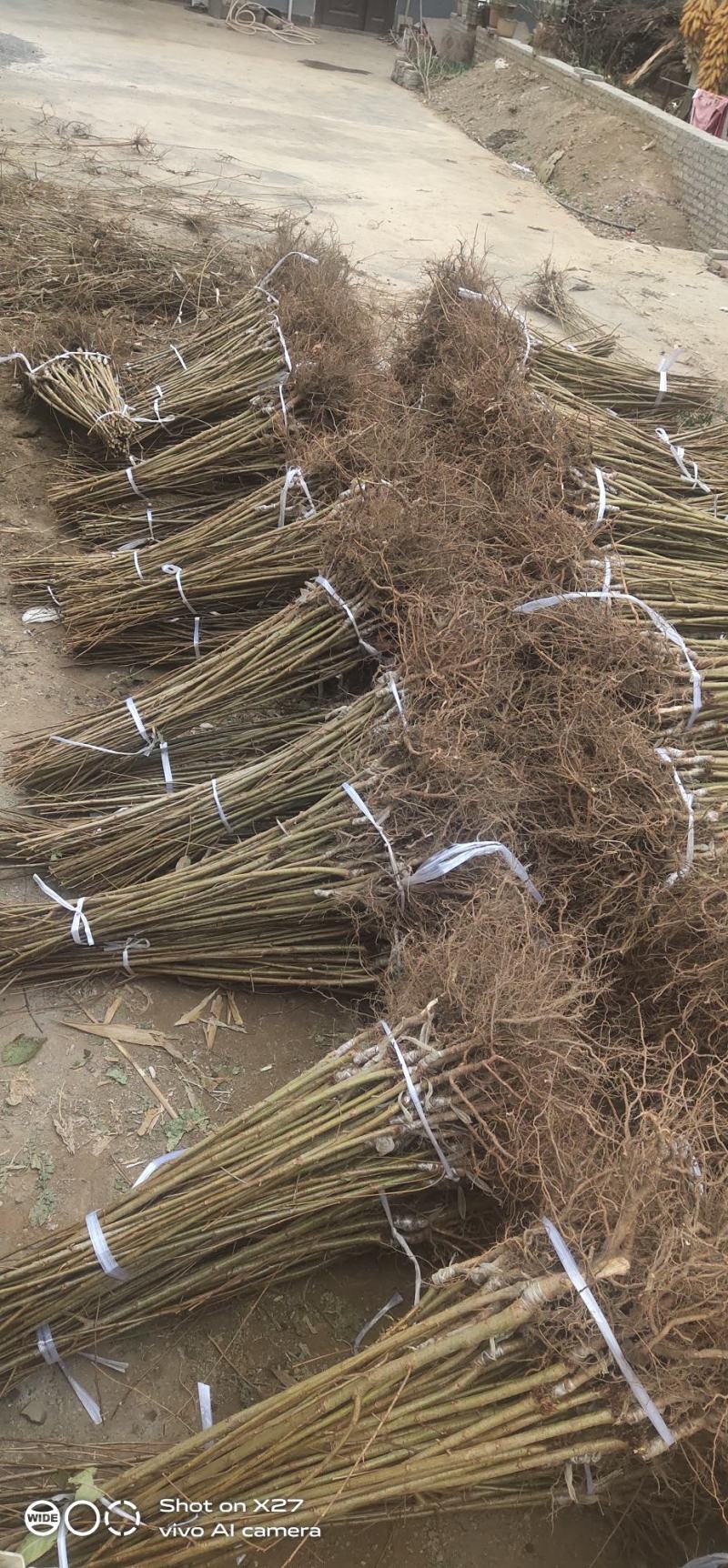 专业培育玛瑙红樱桃树苗基地直销挂果率强，颗粒大，口感好