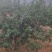 嫁接藤椒苗袋苗，成活率高，适合雨季种植，荒山种植，口感好