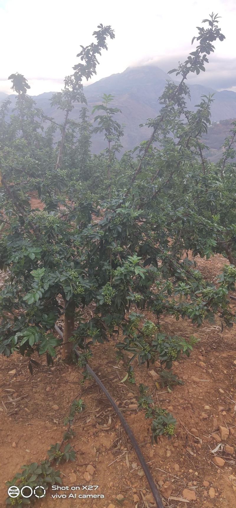 嫁接藤椒苗袋苗，成活率高，适合雨季种植，荒山种植，口感好