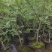 嫁接藤椒苗袋苗，成活率高，适合雨季种植，荒山种植，口感好