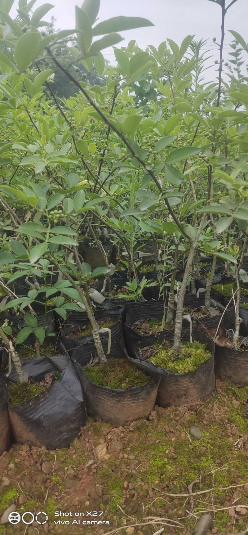 嫁接藤椒苗袋苗，成活率高，适合雨季种植，荒山种植，口感好