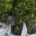 嫁接藤椒苗袋苗，成活率高，适合雨季种植，荒山种植，口感好