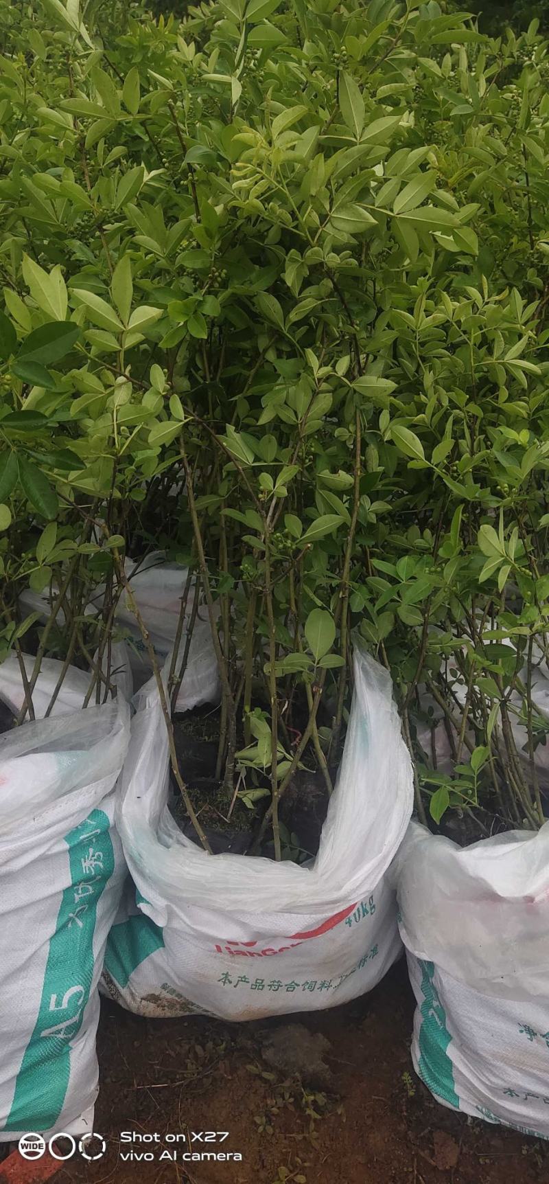 嫁接藤椒苗袋苗，成活率高，适合雨季种植，荒山种植，口感好