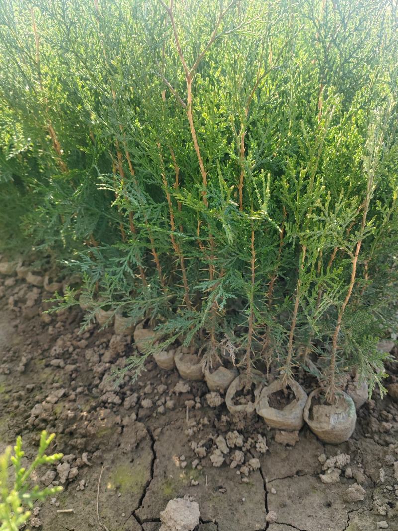 容器袋侧柏现场现挖农户直接发货一袋一苗苗粗种植面积大