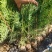 容器袋侧柏现场现挖农户直接发货一袋一苗苗粗种植面积大