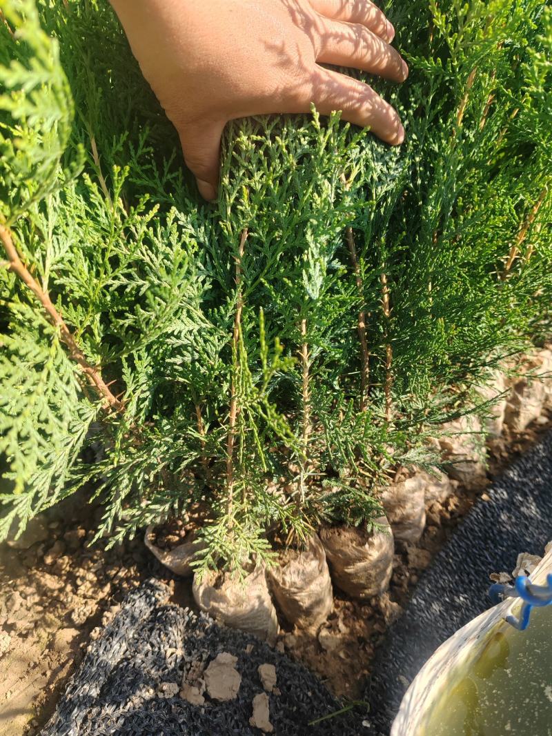 容器袋侧柏现场现挖农户直接发货一袋一苗苗粗种植面积大